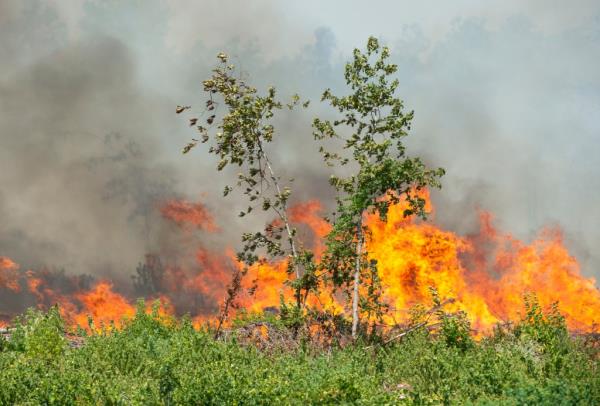 Fires burn along Highway 27 in Beauregard Parish on Thursday.