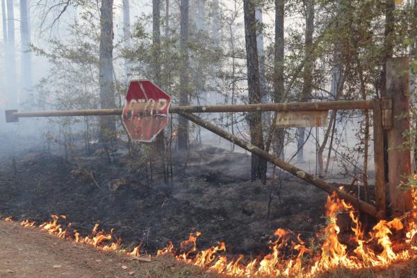 A fire is seen burning down trees at a park.