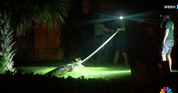 An alligator in the grass near a pond, possibly the same that bit an 84-year-old woman walking her dog in South Florida