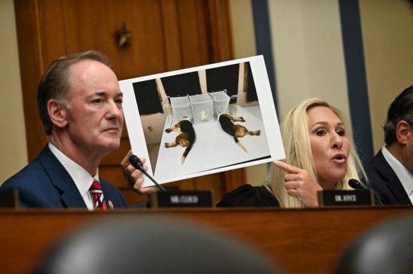 Representative Marjorie Taylor-Greene, Republican of Georgia, holds up an image of an experimentation with dogs, as she questions Dr. Anthony Fauci, former director of the Natio<em></em>nal Institute of Allergy and Infectious Diseases during a House Select Subcommittee on the Coro<em></em>navirus Pandemic hearing on Capitol Hill, in Washington, DC, June 3, 2024.