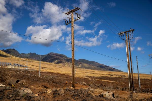 Utility poles stand in Lahaina 