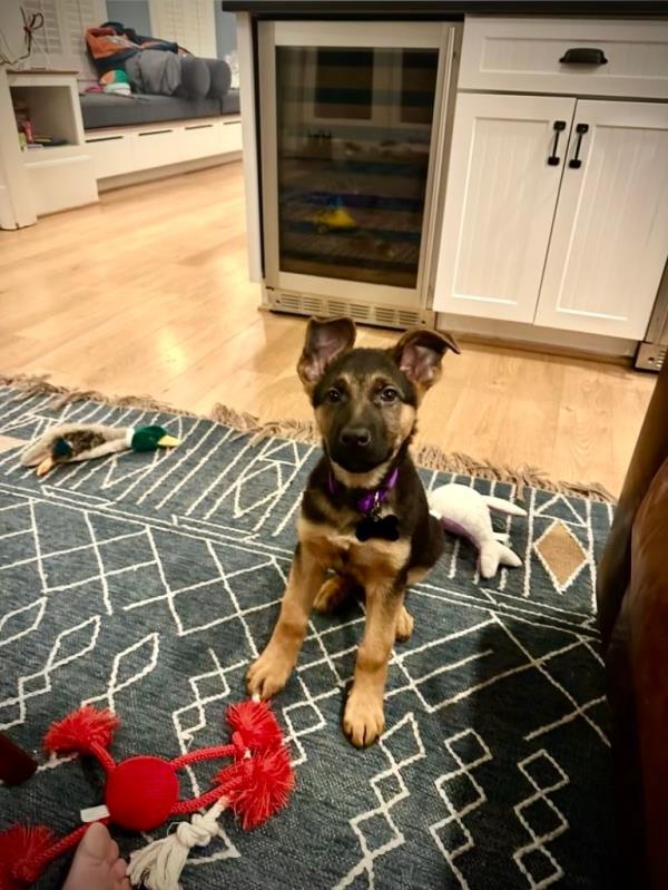 Atlas' favorite things to chew include his toys — and the Vance kids'.