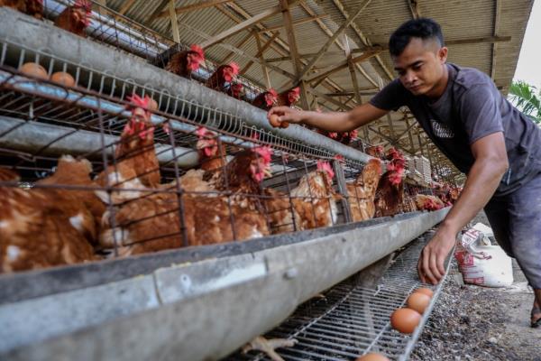 Several bird flu cases were discovered in a Manhattan park.