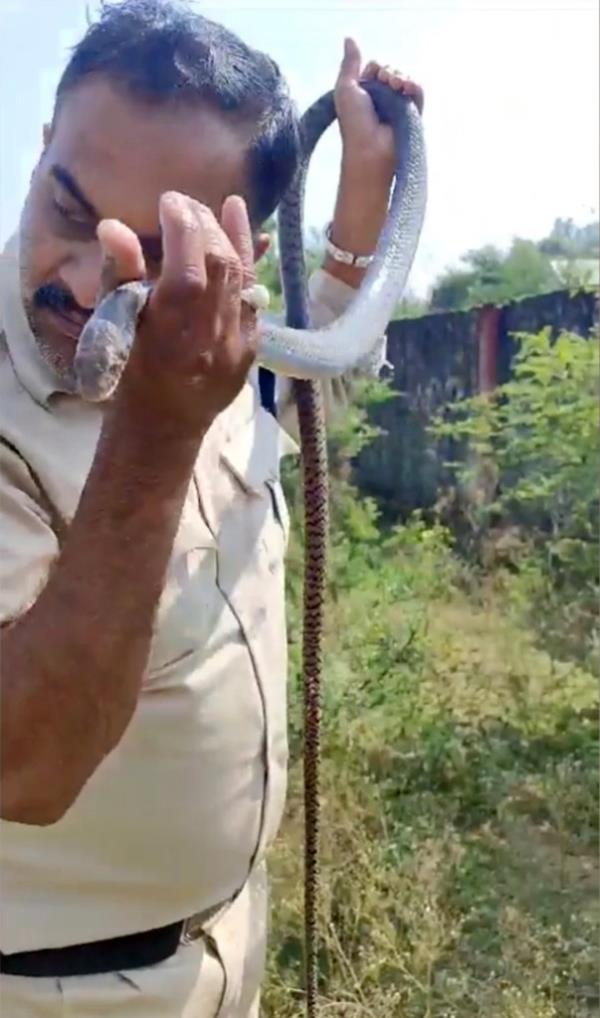 The snake had slithered into a water pipeline being treated with pesticide.