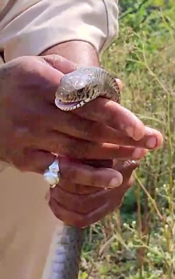 After being given CPR and splashed with water, the snake appeared to regain consciousness.