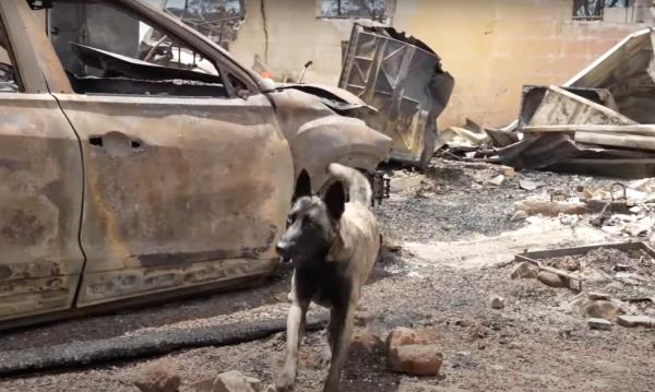 With booties on their feet, the German Shorthairs, German Shepherds, Labs, Retrievers and Malwas were seen bounding through the wreckage alo<em></em>ngside teams as they made their way across the island.