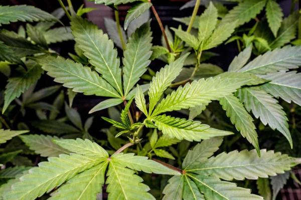 Close-up view of cannabis plants at Rob and Sons Cannabis Company in Shawnee, Oklahoma on September 12, 2024