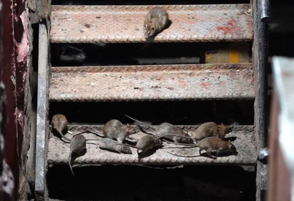 Mitigating New York City's rat population has become an administration priority for Mayor Eric Adams