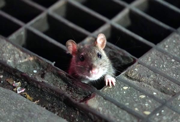 New York City's rats will be dosed with co<em></em>ntraceptives to prevent them from procreating in the latest city plan