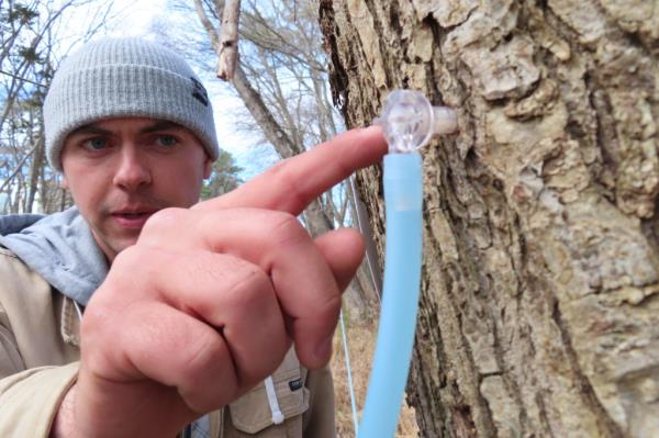 Assistant director Ryan Hegarty inspecting a tap on a red maple tree for Stockton University's Maple Project, aiming to establish maple syrup industry in New Jersey.