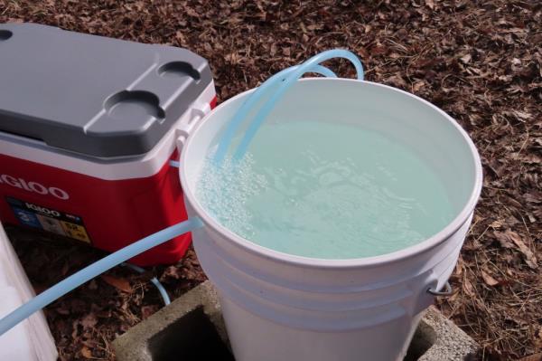 Bucket of sap being collected from red maple trees at Stockton University's Galloway, New Jersey campus for potential maple syrup production