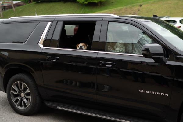 The English bulldog served as a mascot for Justice's Senate campaign.