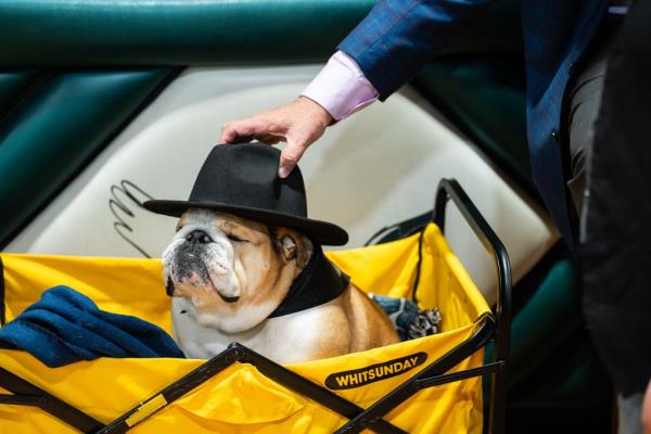 Babydog wearing a hat