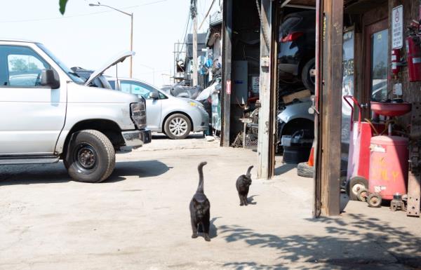 The cats emerge to eat food left by Massaro.