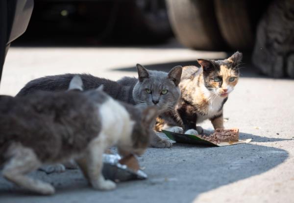 The cats eat food left out by Massaro.