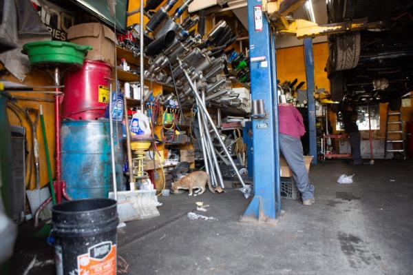 An orange cat eats inside an auto body shop.