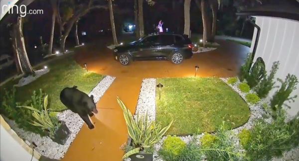 A black bear made his way to an Orlando porch after an UberEats driver delivered Taco Bell on Friday.