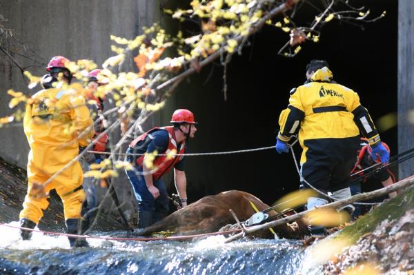 Rescuers surround Blossom in the culvert.