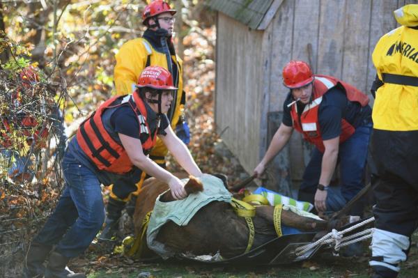 Rescuers surround Blossom.