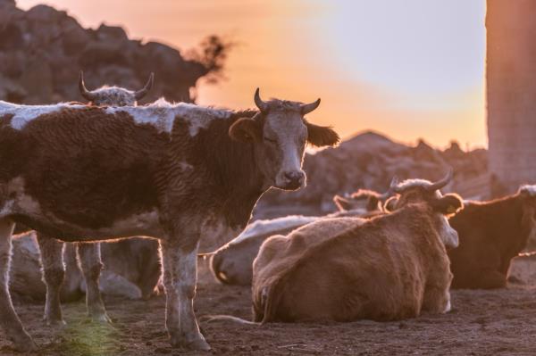 Cows in Anatolia.