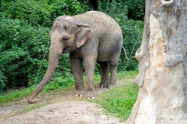 Happy, the elephant in it's enviro<em></em>nment at The Bronx Zoo. 