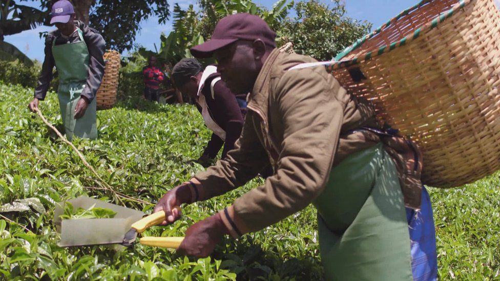 Tea pickers