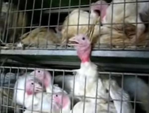 The graphic footage, which has been going viral on social media, was captured during an undercover probe in 2006 wher<em></em>e workers were allegedly filmed bashing the birds against steel cages. 