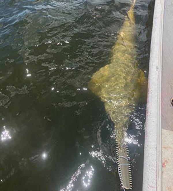 University of North Florida's Shark Biology program, which was exploring the St. Mary's River, which runs from Florida to Georgia, happened upon a smalltooth sawfish 