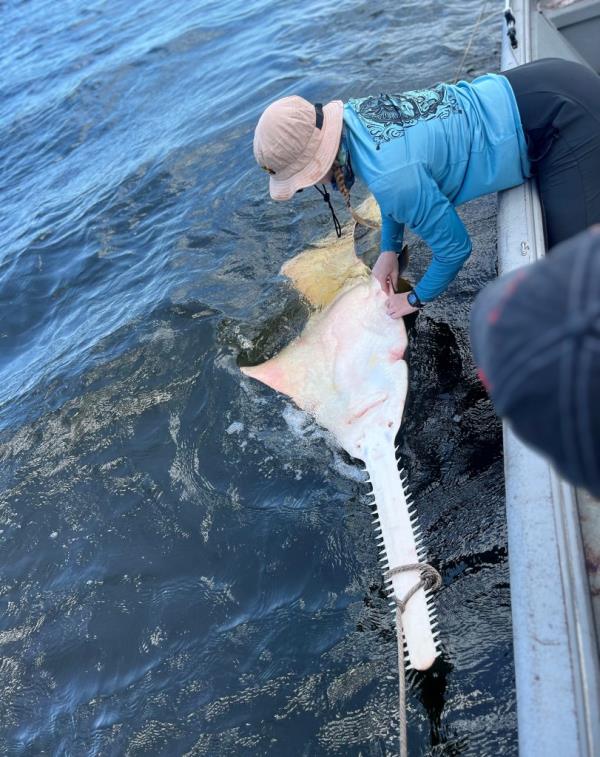 University of North Florida's Shark Biology program, which was exploring the St. Mary's River, which runs from Florida to Georgia, happened upon a smalltooth sawfish 