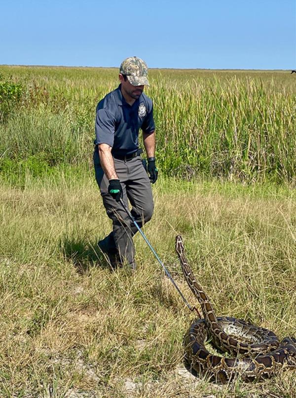 The Florida Python Challenge took place in August and removed nearly 200 invasive Burmese pythons from the Florida Everglades.