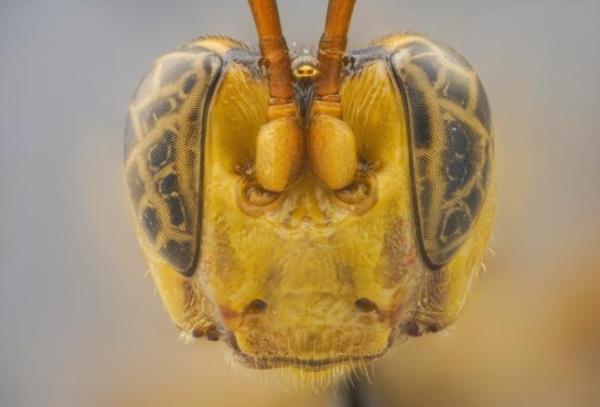 A new wasp in the Amazon is mildly terrifying