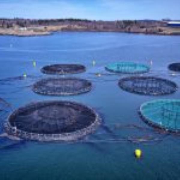 EU's billion-euro bet on fish farming has not paid off, EU auditors warn