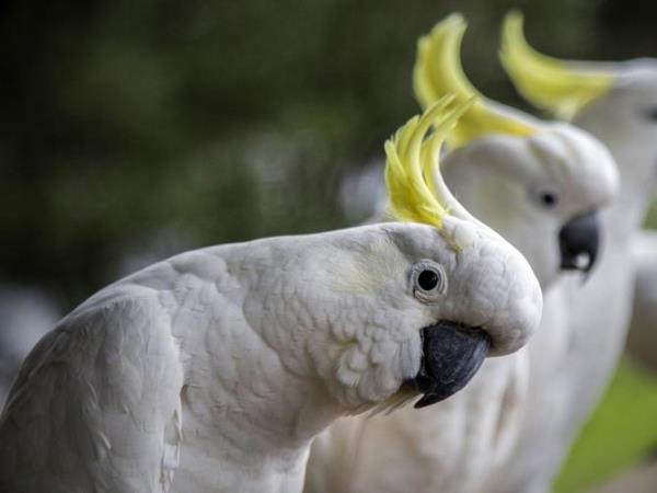 The poiso<em></em>ned birds were found across Gymea, Gymea Bay, Miranda and Grays Point. Supplied