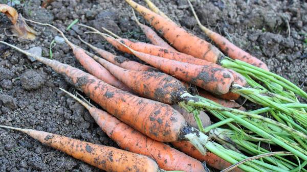 Until when can I sow carrots? My mother-in-law gave me a specific date. Salad made from them is gold