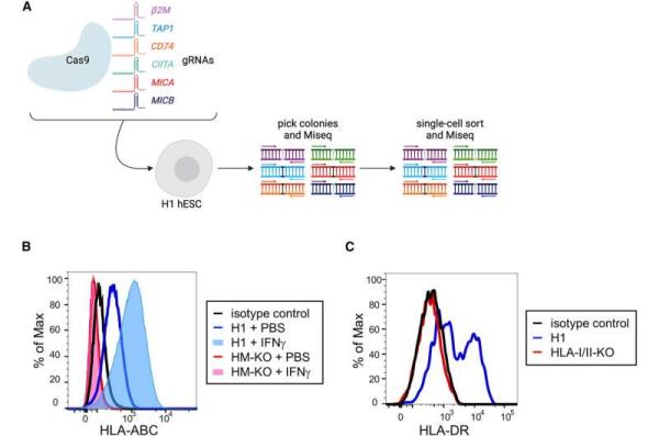 Study shows genetically modified pluripotent stem cells may evade immunological rejection after transplantation