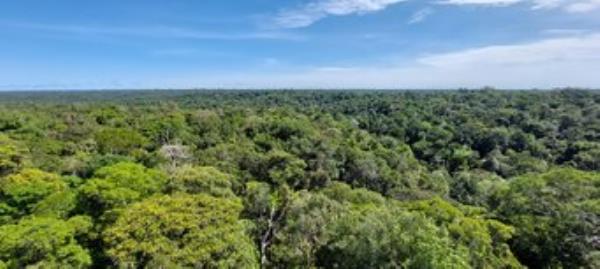 Forested landscape of Amazonia