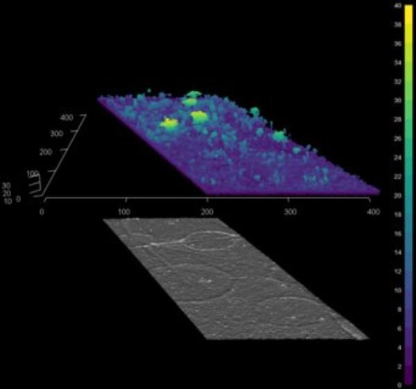 LiDAR point cloud and the digital terrain beneath the forest with a vertical exaggeration of 2.5 meters. The scale on the right represents the tree's height.