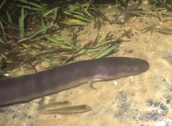 Two-toed amphiuma